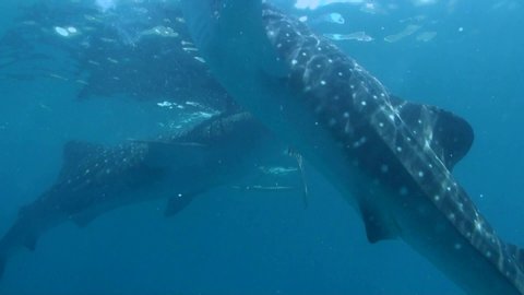 
Two Whale Sharks (Rhincodon typus) Feeding at the Surface, Outrigger Canoe in Background - Oslob, Philippines