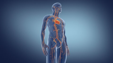 Human Circulatory System. Medically accurate animation of Heart with Vains and arteries. 3d render 4k.
 - Βίντεο στοκ