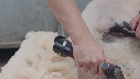Sheep shearing on farm for production of wool fleece