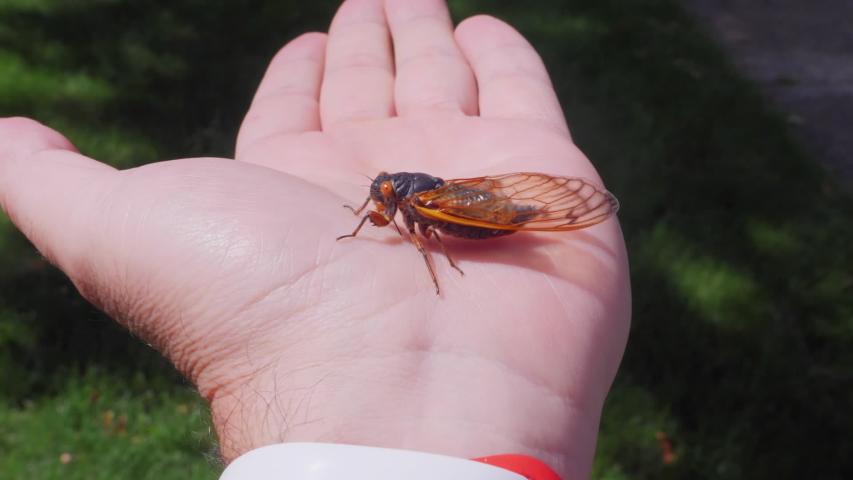 A man holds a cicada in the palm of his hand. This cicada is part of Brood VIII which only appears in Western Pennsylvania every 17 years