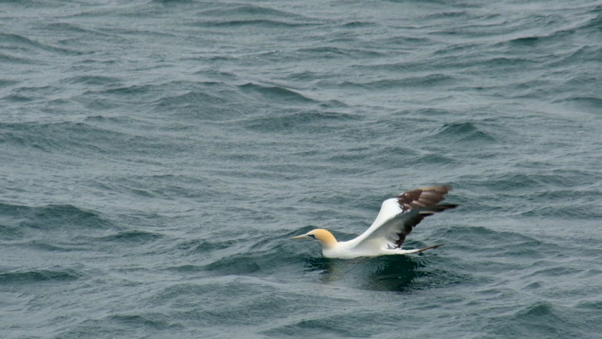 Slow motion of a northern gannet seabird swimming in ocean and flying away.