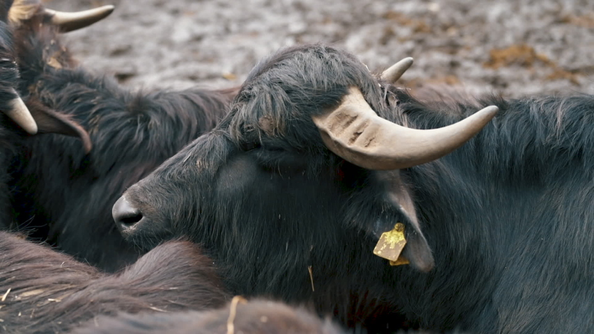 Domestic water buffalo (Bubalus bubalis) male at cattle farm