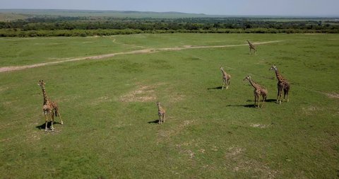 Masai Giraffe From The Air; Maasai Mara Kenya Africa
