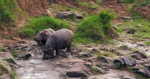 Hippopotamuses On River Bank; Maasai Mara Kenya Africa