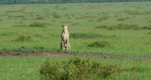 Cheetah Sat Observing In Savannah; Maasai Mara Kenya Africa