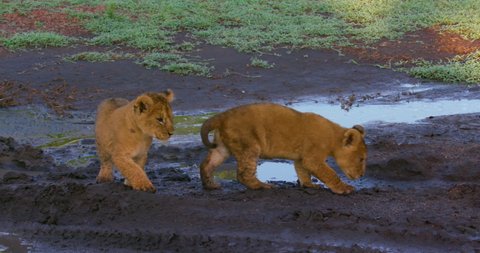 Lion Cubs Playing In Car Tracks; Maasai Mara Kenya Africa