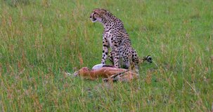 Cheetah With Kill; Maasai Mara Kenya Africa