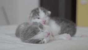 funny video lifestyle two pets cute newborn kittens sleep teamwork on the bed . pets concept pets concept. little cats striped sleep on friendship and love white background