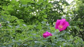 Wild rose bush is blooming