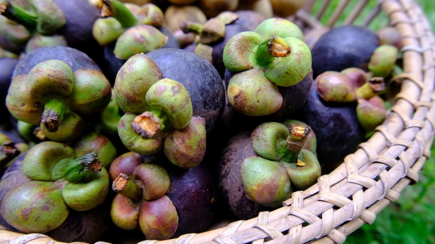 Pile of Purple Mangosteen Stock Footage Video (100% Royalty-free 
