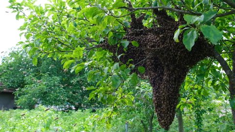 Swarming bees. Formation of a new colony family bees. Bees that can fly at some point fly out of the hive. They re going on a branch of a tree. Slow-motion video.