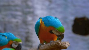 4K video of blue and yellow macaw bird in Thai, Thailand.