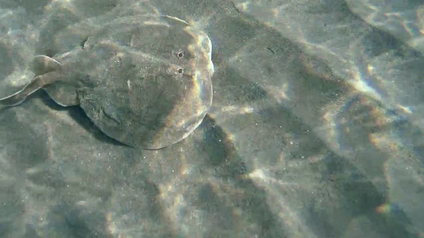Panther electric ray (Torpedo panthera) swims over a sandy bottom, Red sea, Marsa Alam, Abu Dabab, Egypt
