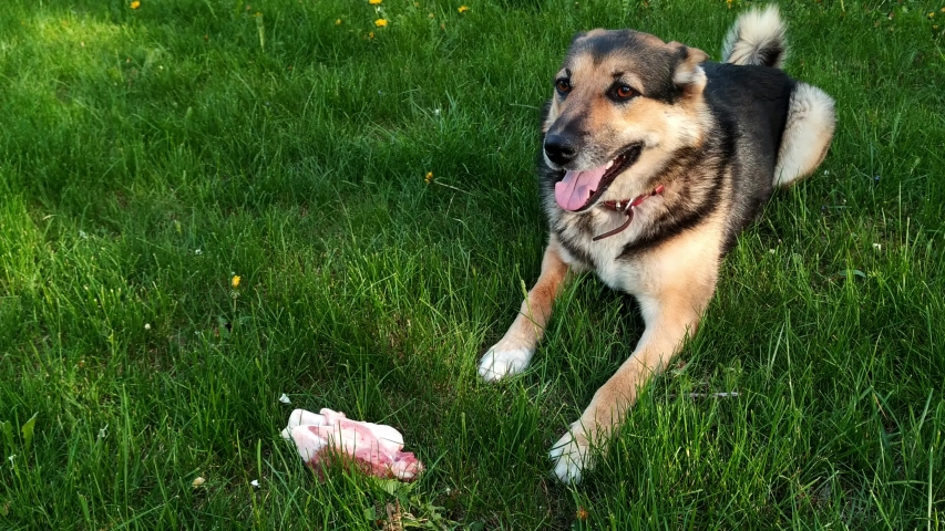 Obedient playful crossbreed domestic dog next to a flesh bone, medium shot | Shutterstock HD Video #1031410169