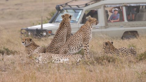 Static shot of a pack of Cheetahs, sitting and looking at a 4x4 car full of people, driving by, in the savannas of Masai Park, in Kenya, Africa