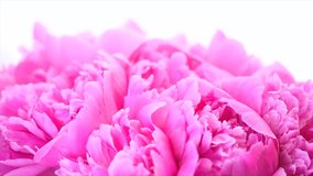Beautiful pink peony bouquet background. Blooming peony or roses flowers rotating over white close-up. Wedding backdrop, Valentine's Day concept. Birthday bunch. Blossom, flower closeup. Slowmo 4K UHD