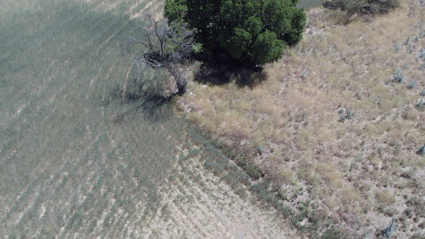 Solvent tree in the middle of the field seen from the air