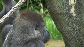 4K Footage of a Gorilla Looking Away