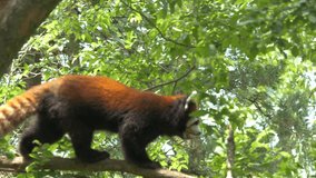 4K Footage of a Red Panda in a Tree