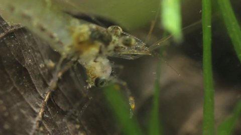 Freshwater shrimp captured from a river in Veracruz, Mexico