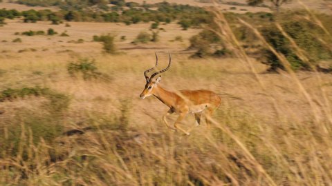 PAN LEFT Impala running and jumping in Masai Mara savannah