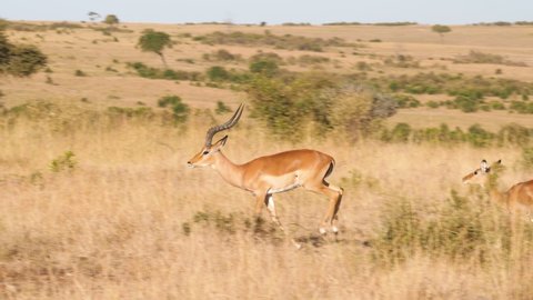 SLOW MOTION Herd of impalas running and jumping in Masai Mara savannah
