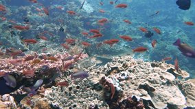 slow motion footage of small red reef fish swimming above a colorful coral reef
