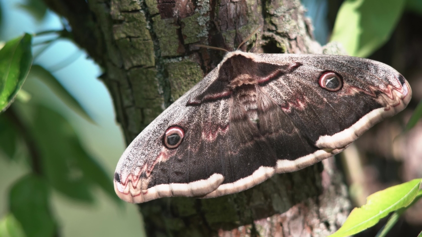 Beautiful female of the Giant peacock moth, Saturnia pyri . The largest European night butterfly. Wildlife animal. Great peacock moth, giant emperor moth, or Viennese emperor in nature habitat