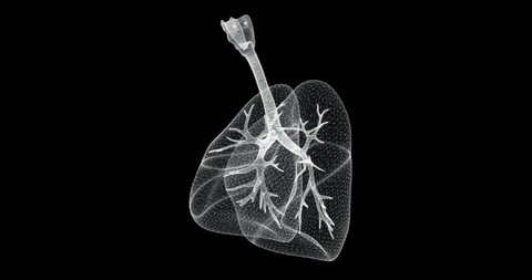 Hologram screen of lungs, respiratory tract and bronchios of a human body - loop