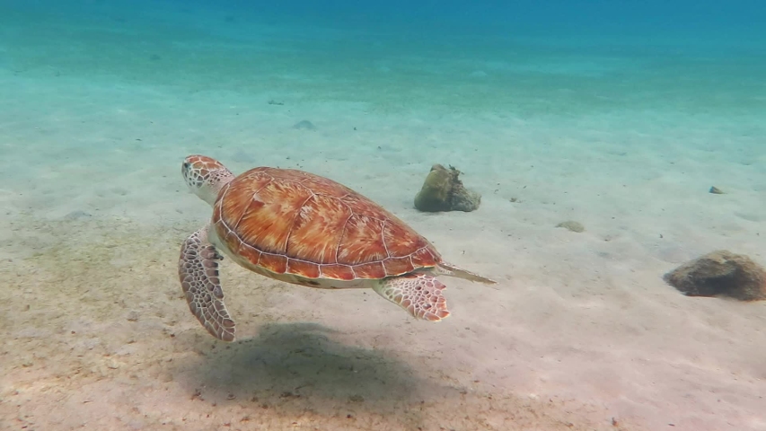 Swimming green sea turtle and shallow blue ocean with white sand. Underwater animal, video from scuba diving in the tropical sea. Cute marine wildlife. Royalty-Free Stock Footage #1031452289