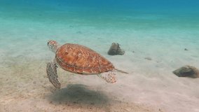 Swimming green sea turtle and shallow blue ocean with white sand. Underwater animal, video from scuba diving in the tropical sea. Cute marine wildlife.