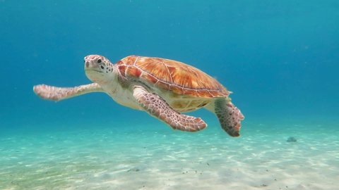 Swimming green sea turtle and shallow blue ocean with white sand. Underwater animal, video from scuba diving in the tropical sea. Cute marine wildlife.