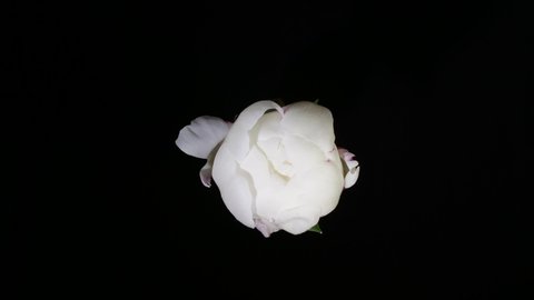 White peony blooming on black background