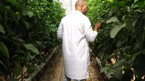 Agronomist examines peppers. Agricultural expert. 4K