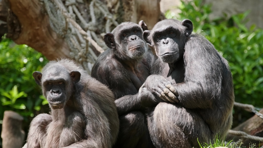 Chimp Stock Video Footage - 4K and HD Video Clips | Shutterstock