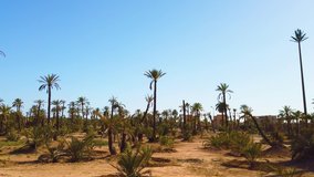 4K video of palm grove in the desert. It is near the city of Marrakesh, Morocco.