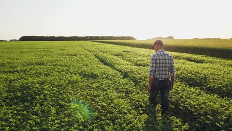 Farmer inspects chickpea growth walking through the field. Fresh green chickpeas field. Digital tablet in man's hand. Rear view, slow motion steadicam shot.