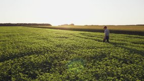 Farmer inspects chickpea growth walking through the field. Fresh green chickpeas field at sunset. Rear view, slow motion steadicam shot. Wide angle video