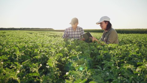Two young farmers working in a chickpea field, talk and use the tablet