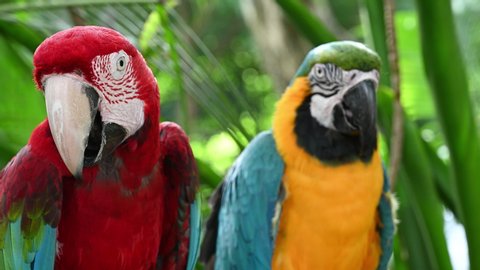 Couple of red and green macaw with blue and yellow macaw