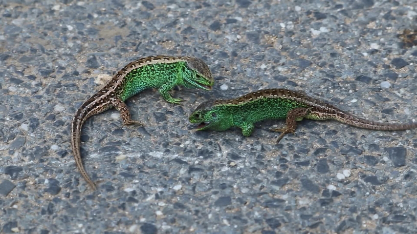 Прыткая ящерица серая. Прыткая ящерица Lacerta Agilis. Прыткая ящерица – Lacerta Agilis ест.