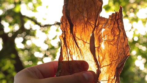 dried leaf Smoking tobacco in summer close-up