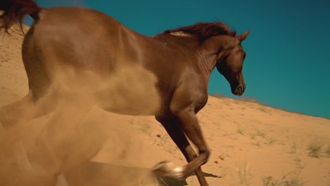 A Wild Arabian Horse on Desert