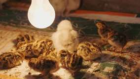 4K Footage, Close up small quail birds with electric bulbs for warmth in winter in the farm.