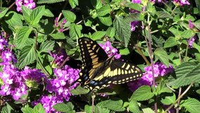 4K HD video Western Tiger Swallowtail butterfly, also called the American Swallowtail or Parsnip Swallowtail. Drinking nectar from purple and white lantana flowers, Slow Motion