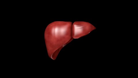 Stage of a Liver to the patient because of diseases like greasy, liver fibrosis, cirrhosis, hepatitis and cancer. Isolated on black background