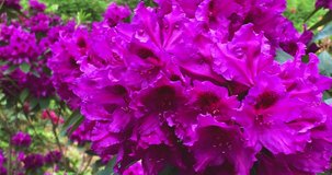 Close up view of beautiful Rhododendron flowers, 4K.