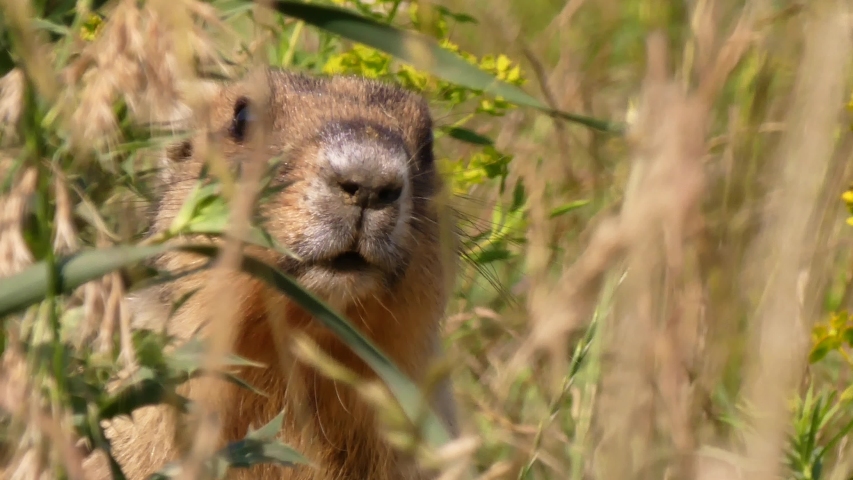The bobak marmot (Marmota bobak) is a large rodent, family	Sciuridae. He lives in the steppes of Eurasia, in burrows. A very rare species.