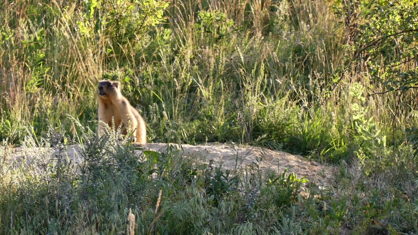 The bobak marmot (Marmota bobak) is a large rodent, family	Sciuridae. He lives in the steppes of Eurasia, in burrows. A very rare species.