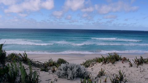 View from the sand dunes on a Western Australia beach, beach shrubs and plants blowing in the wind as blue waves crash.